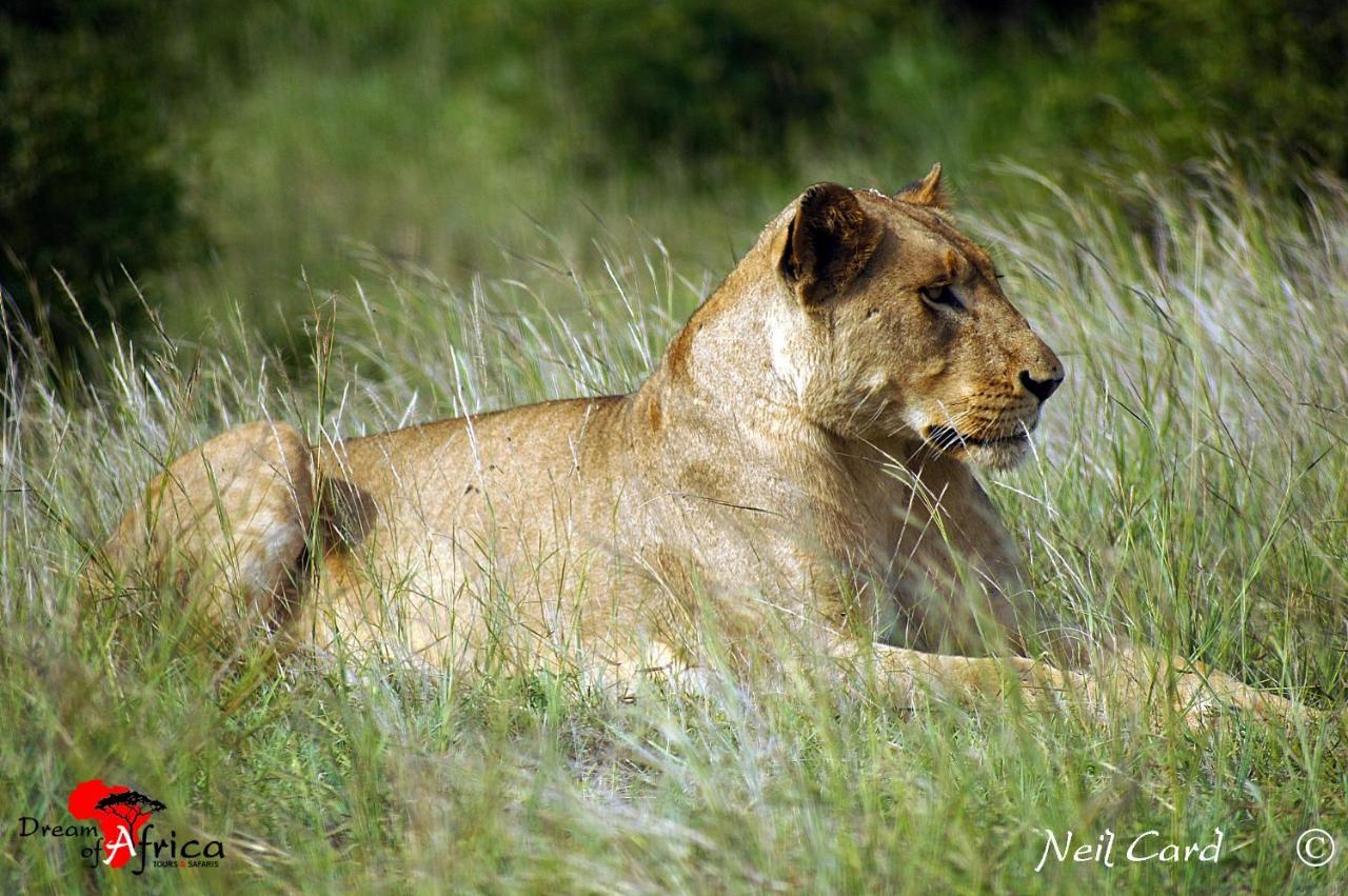 Dream Of Africa Bush Lodge Marloth Park Exteriör bild