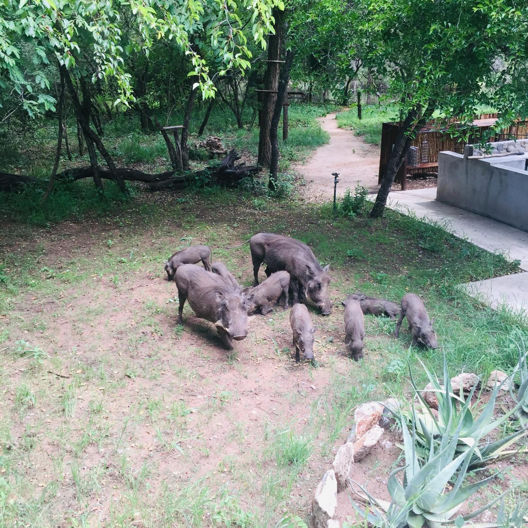 Dream Of Africa Bush Lodge Marloth Park Exteriör bild
